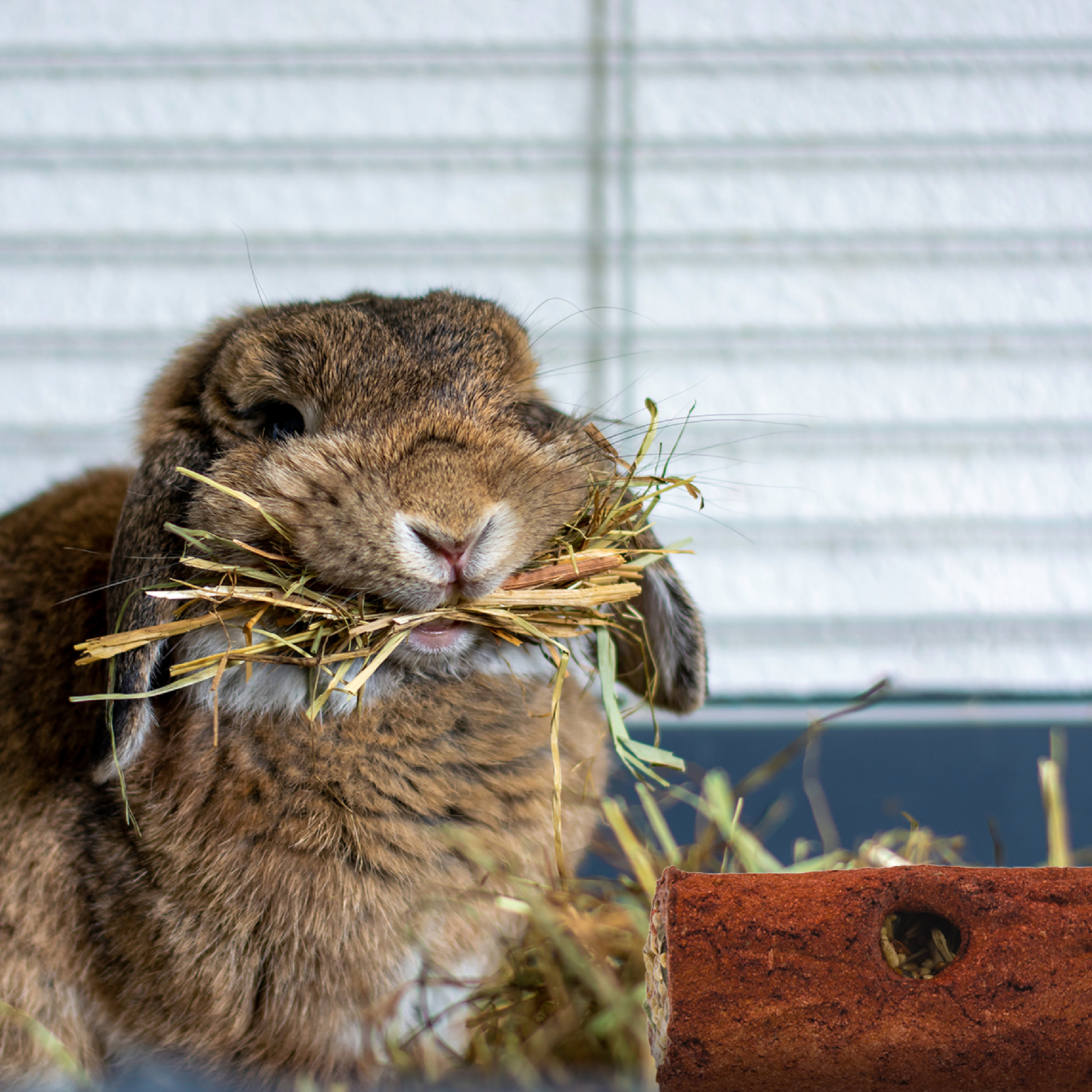 Rabbit chew log cheap